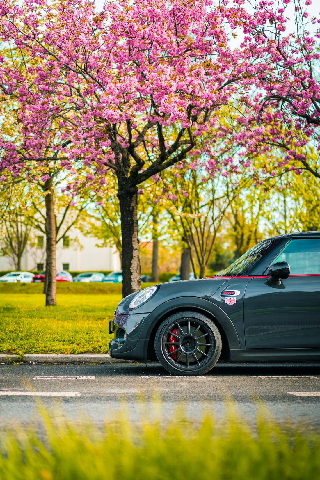 Mini cooper parked under a flowering tree.